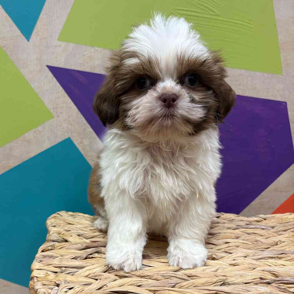 Image of a pet breed in the gallery