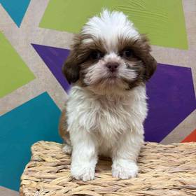Shih Tzu