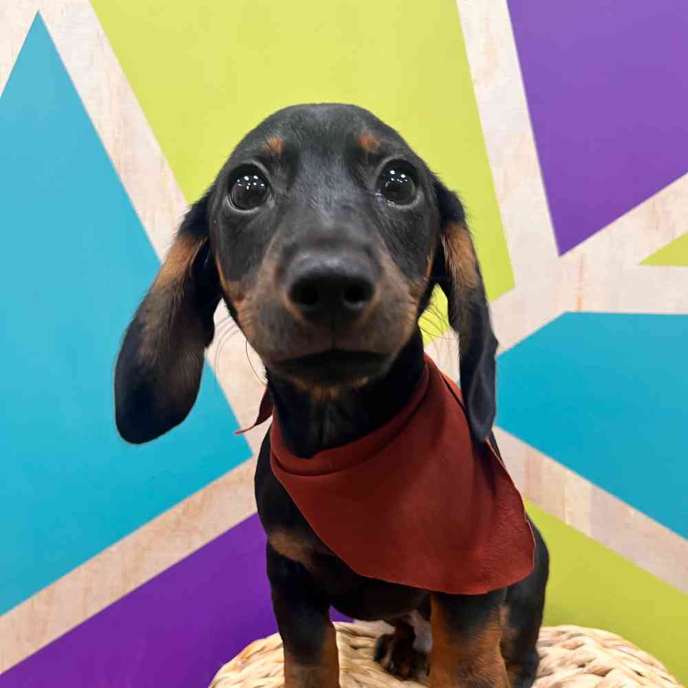 carousel pet images