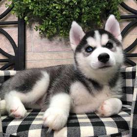 Siberian Husky