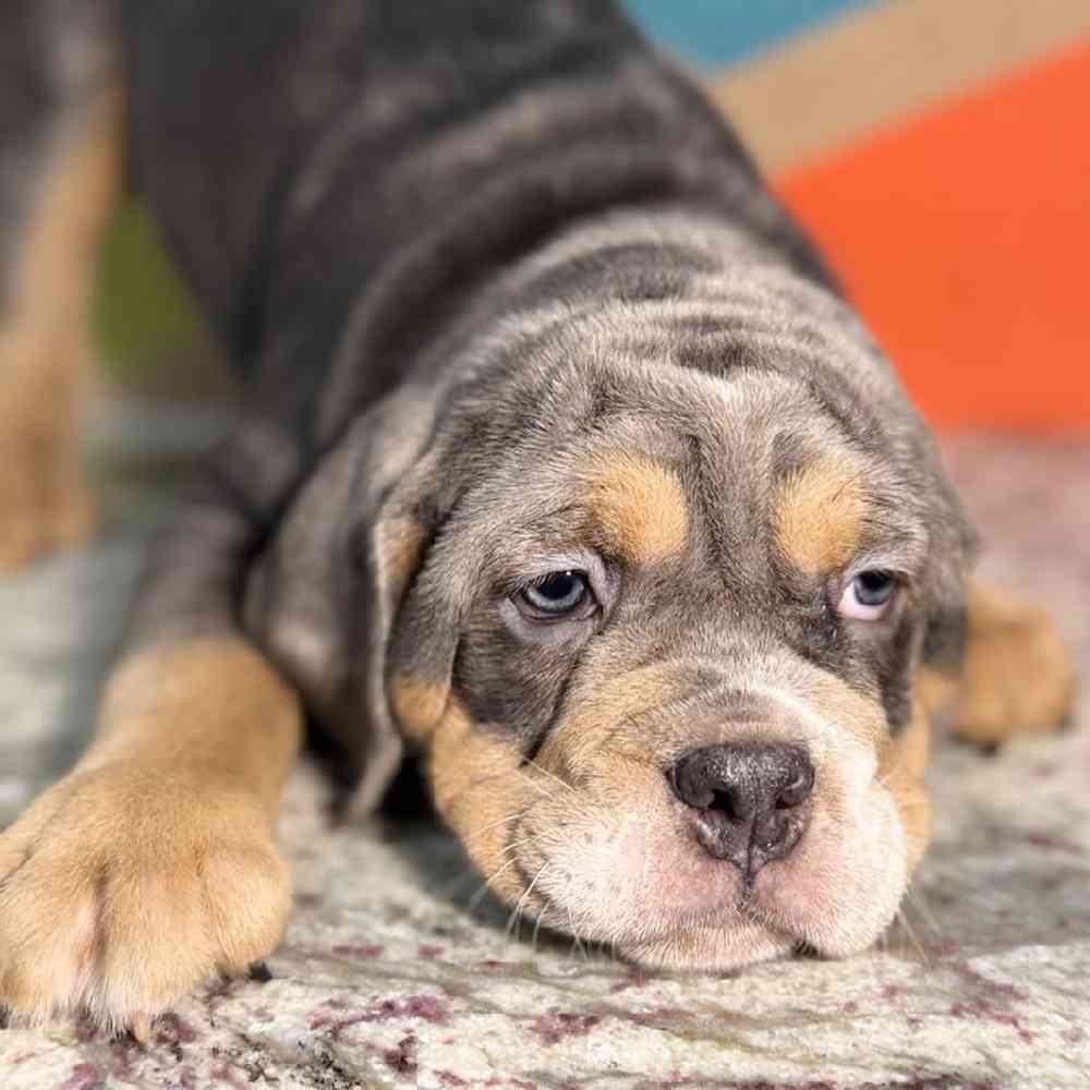 Image of a pet breed in the gallery