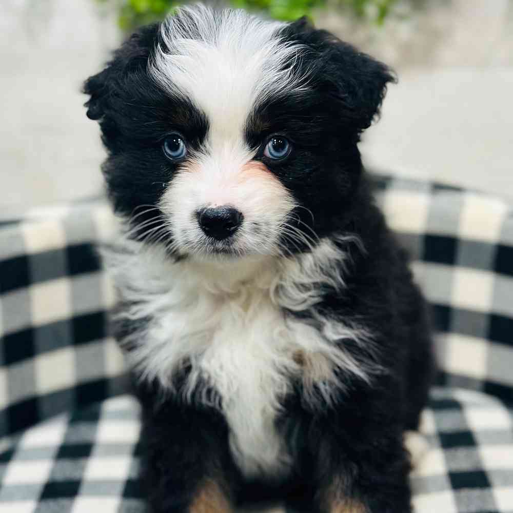 carousel pet images