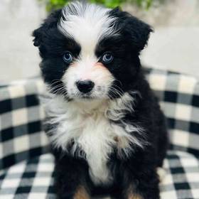 Mini Aussie