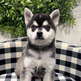 Alaskan Klee Kai