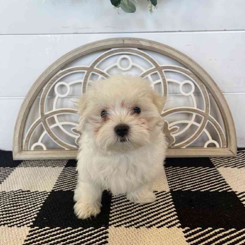 Male Maltese Puppy for Sale in Fayetteville, AR