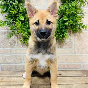 Shiba Inu