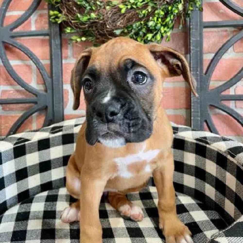 Female Boxer Puppy for sale