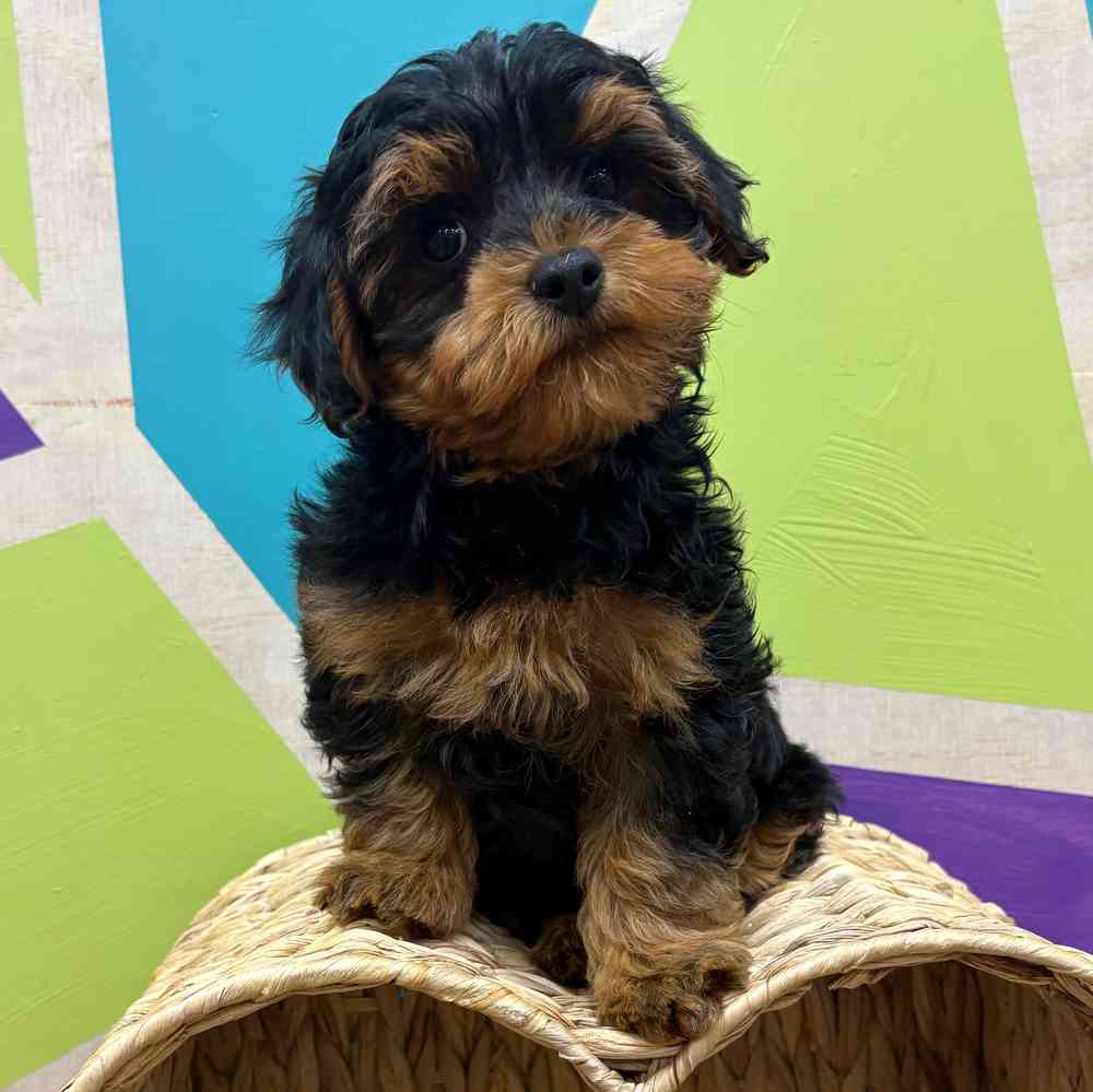 carousel pet images