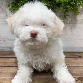 Bichon-Poodle