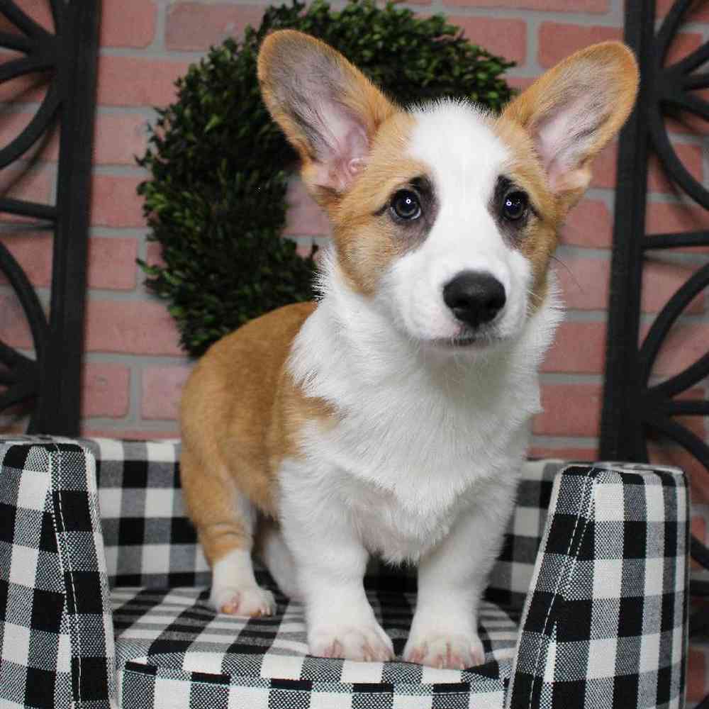 Male Pembroke Welsh Corgi Puppy for sale