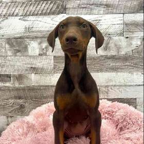 Doberman Pinscher