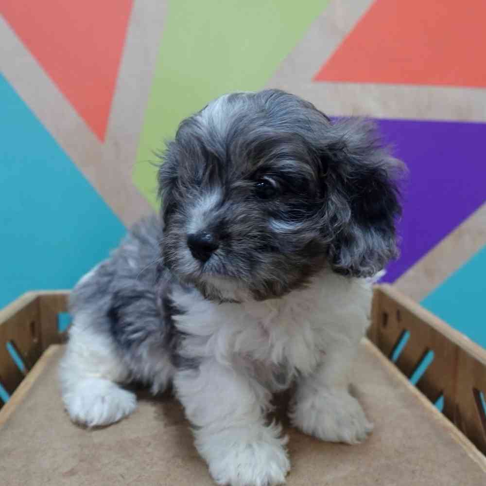 carousel pet images