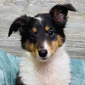 Sheltie