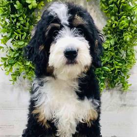 Mini Bernedoodle