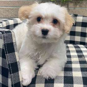 Cavachon