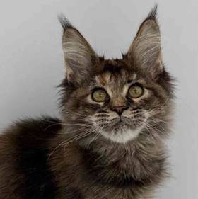 Maine Coon