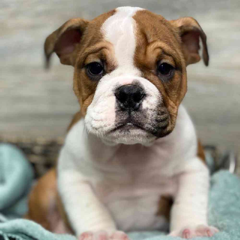 carousel pet images