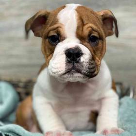 English Bulldog
