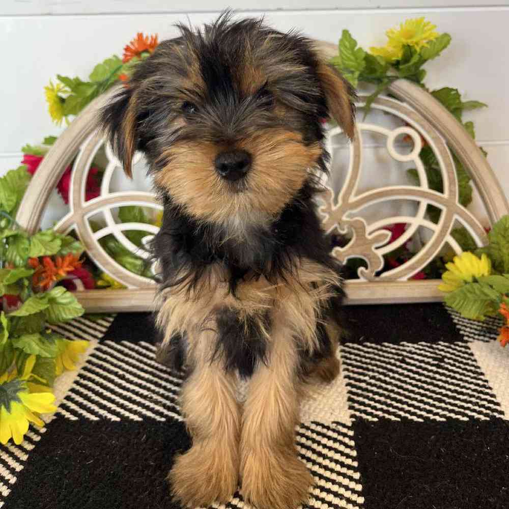 Male Yorkie Puppy for Sale in Rogers, AR