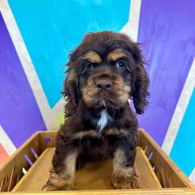 Cocker Spaniel
