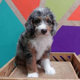 Mini Bernedoodle