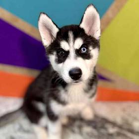 Siberian Husky