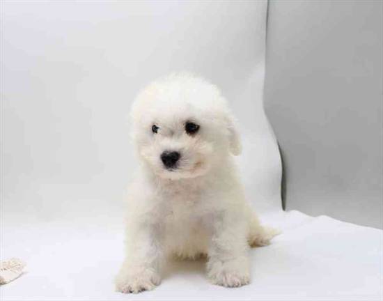 Bichon