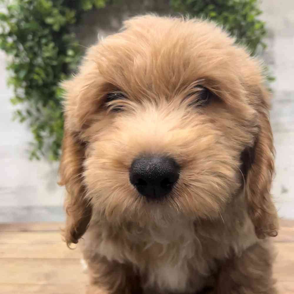 carousel pet images