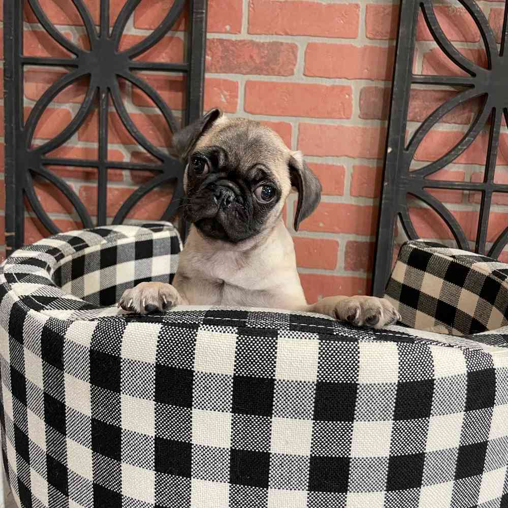 carousel pet images