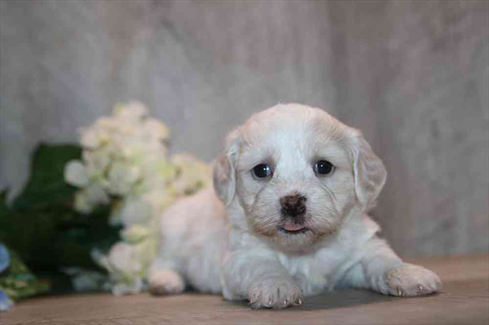 Image of a pet breed in the gallery