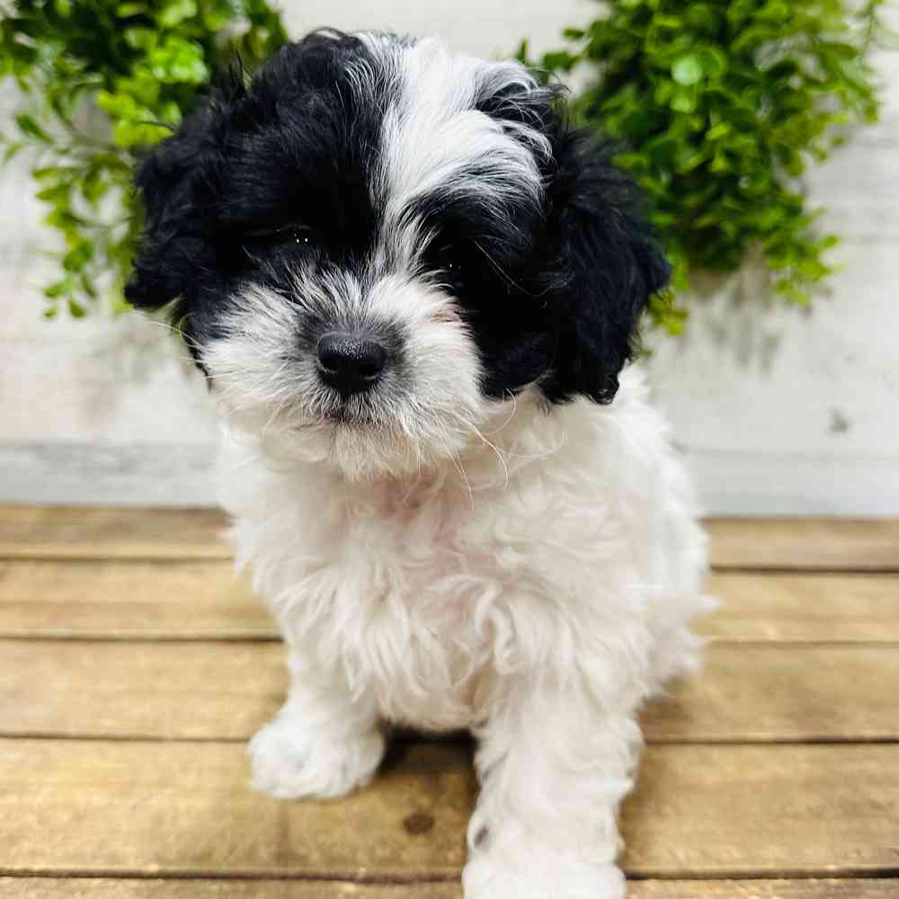 carousel pet images