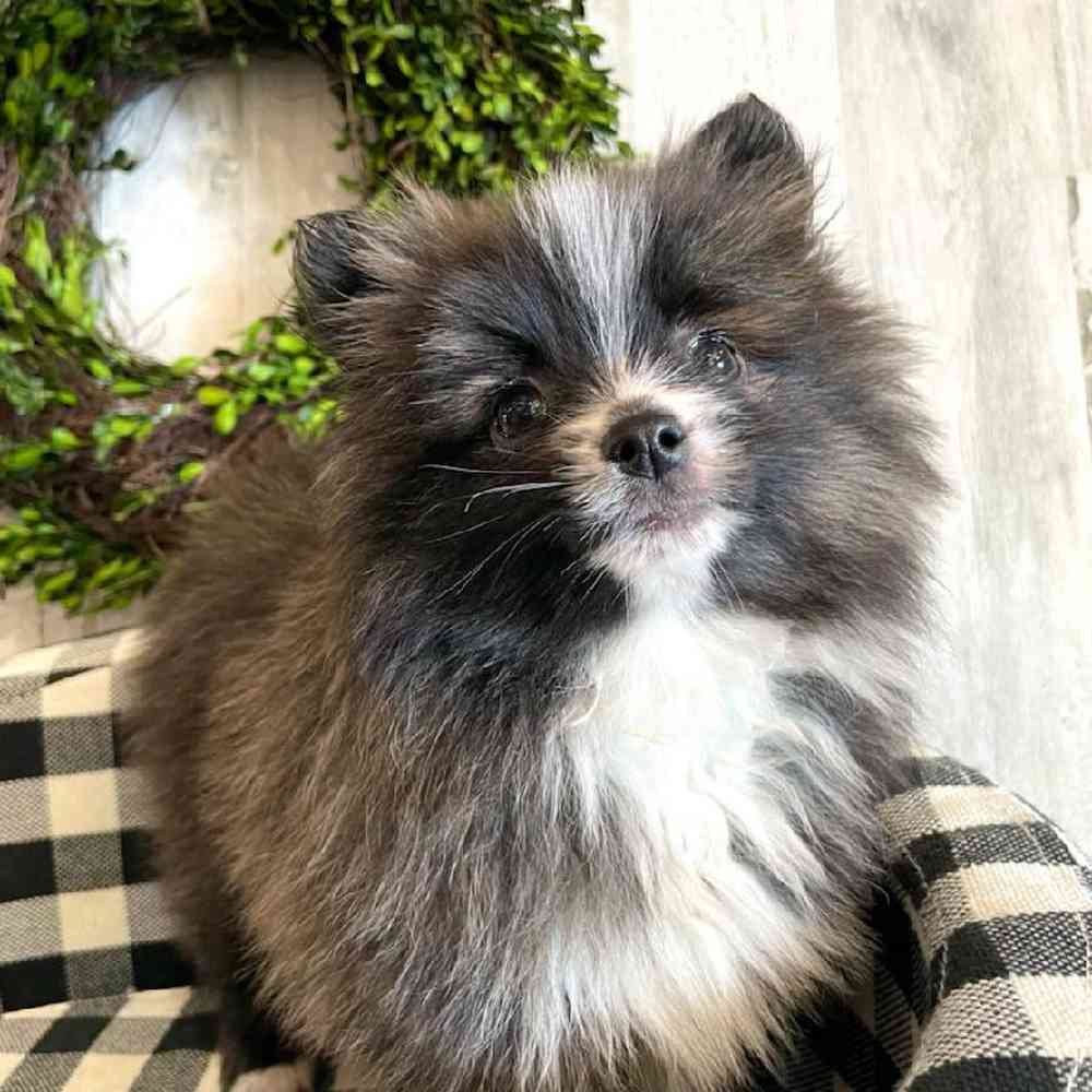 Female Pomeranian Puppy for sale