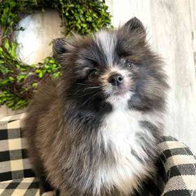 Pomeranian