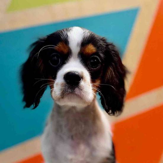 Milo