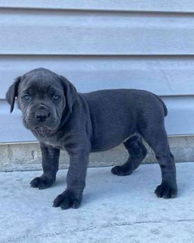 Cane Corso