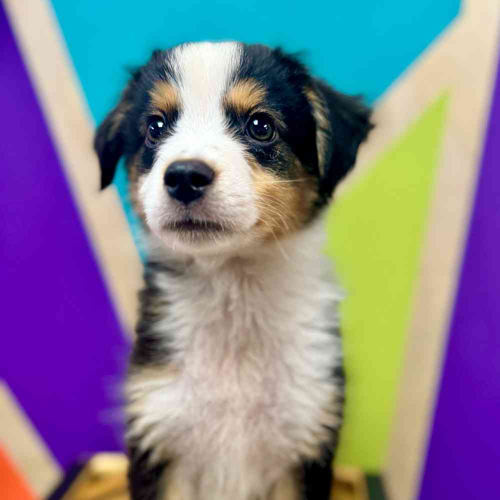 carousel pet images