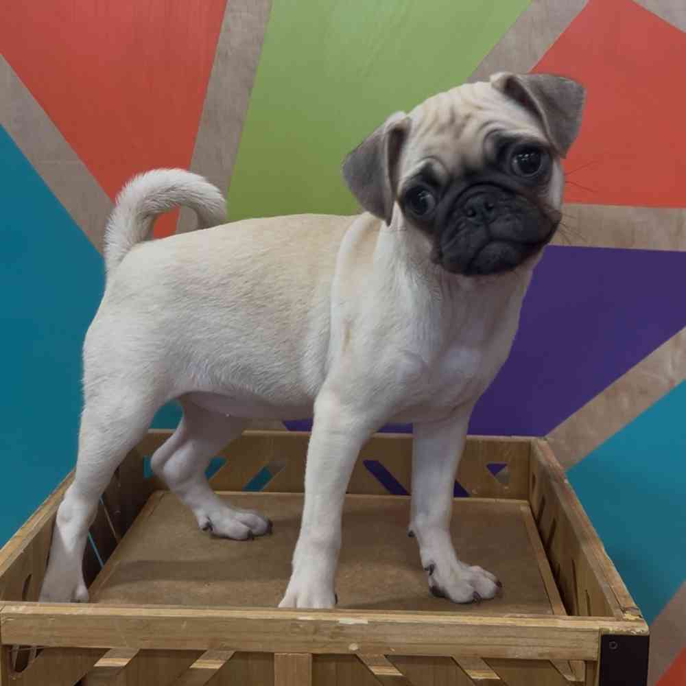 carousel pet images
