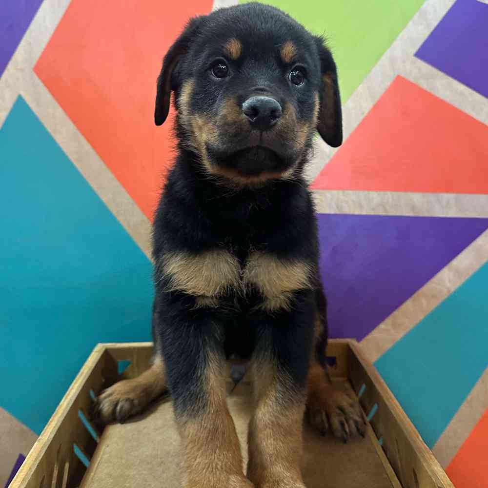 carousel pet images