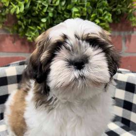 Shih Tzu