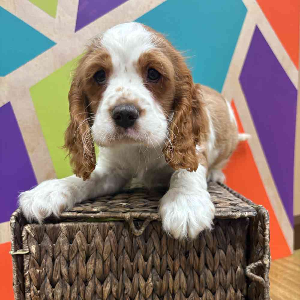 carousel pet images