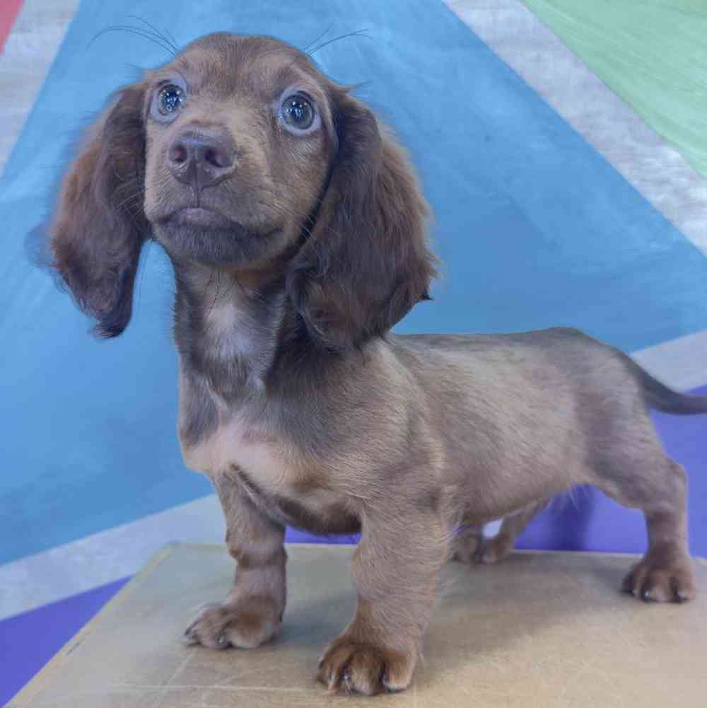 Image of a pet breed in the gallery