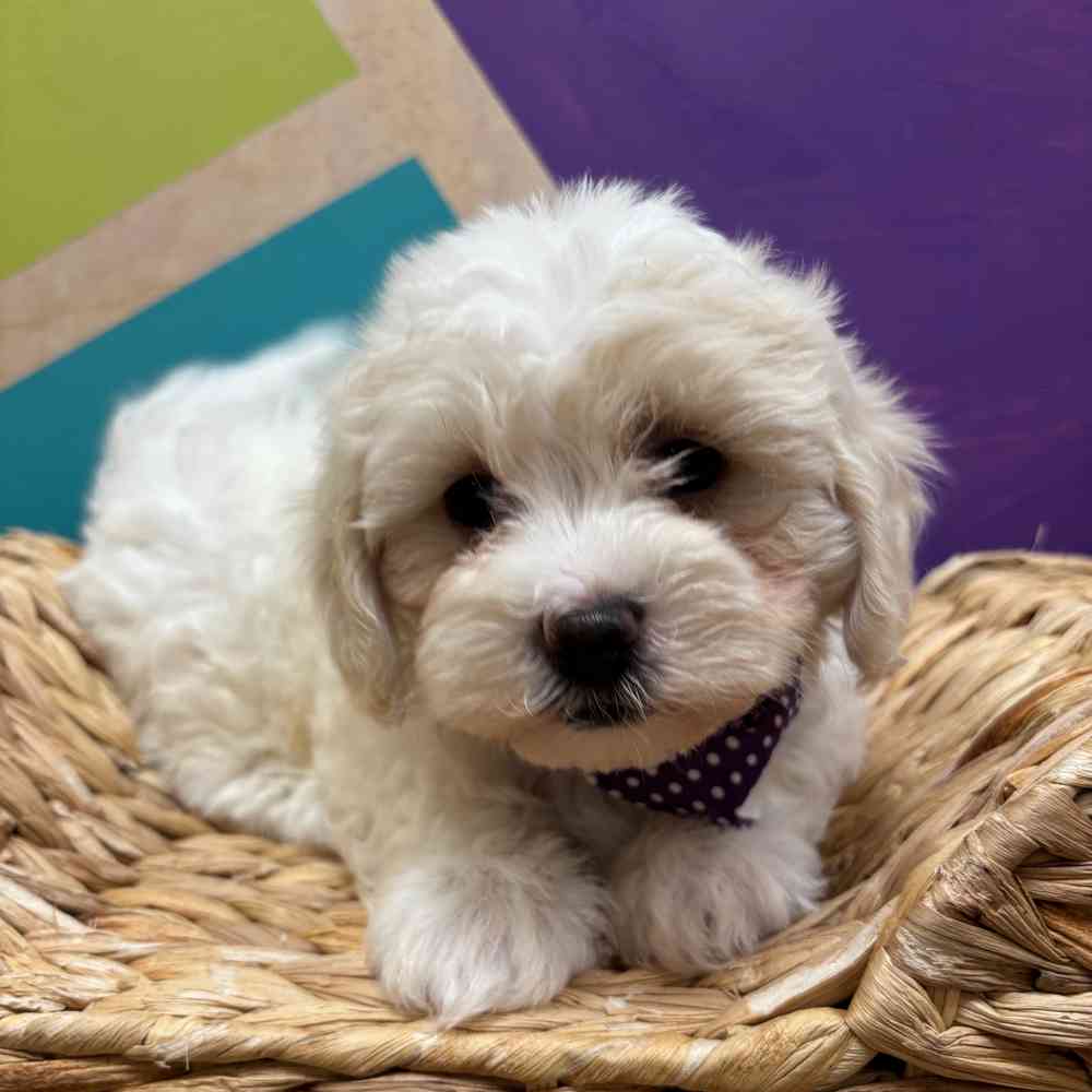 carousel pet images