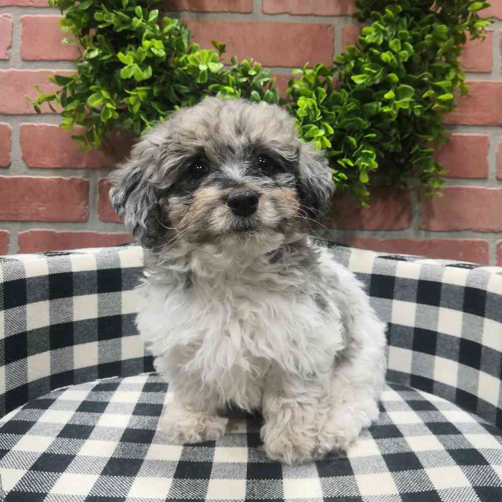carousel pet images