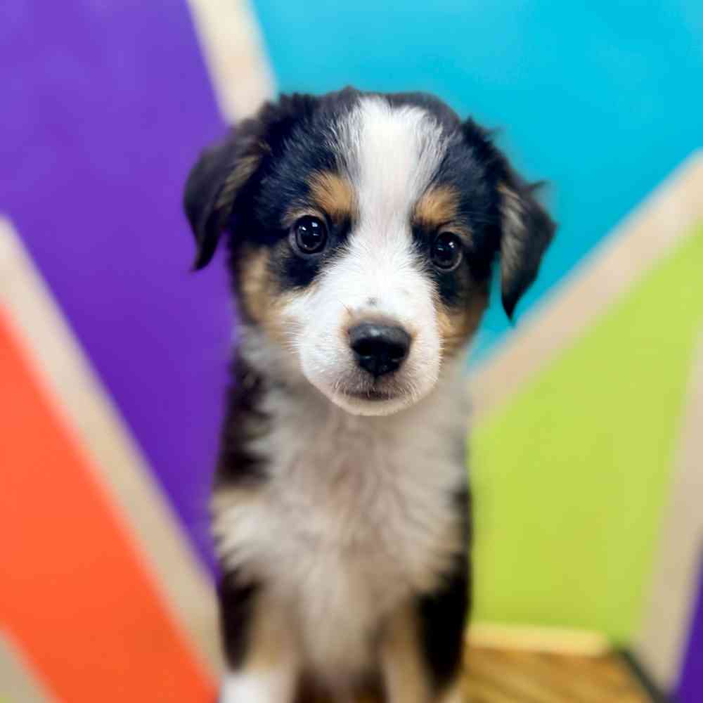 carousel pet images