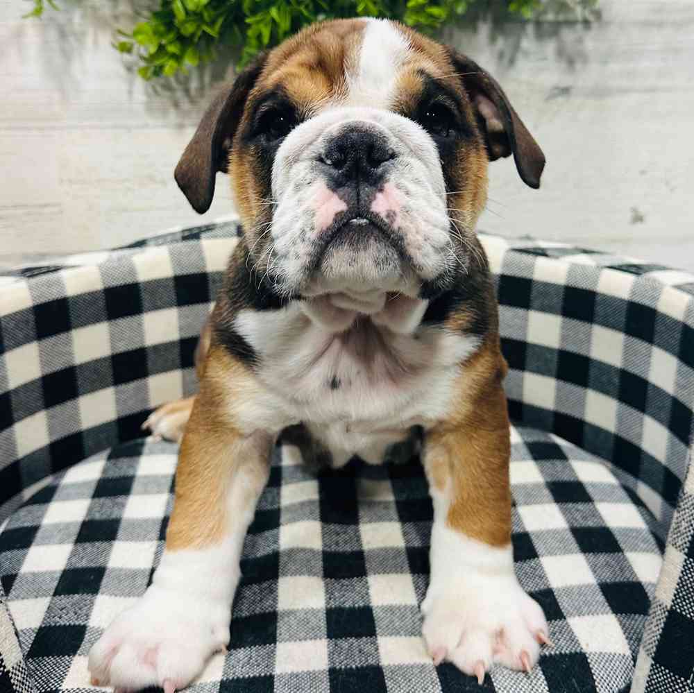 carousel pet images