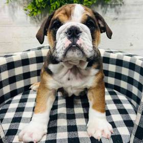 English Bulldog