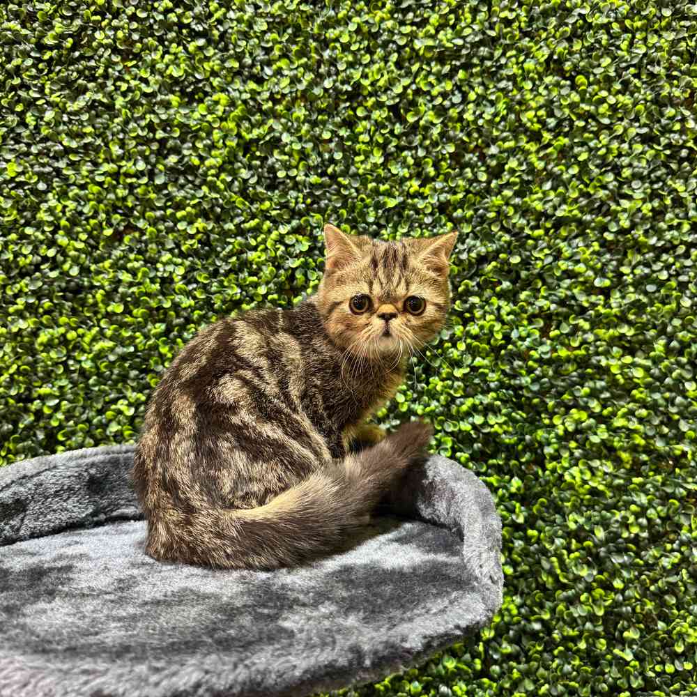 Kitten