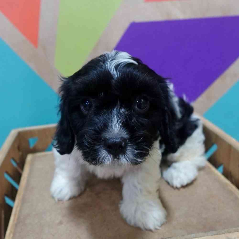 Image of a pet breed in the gallery