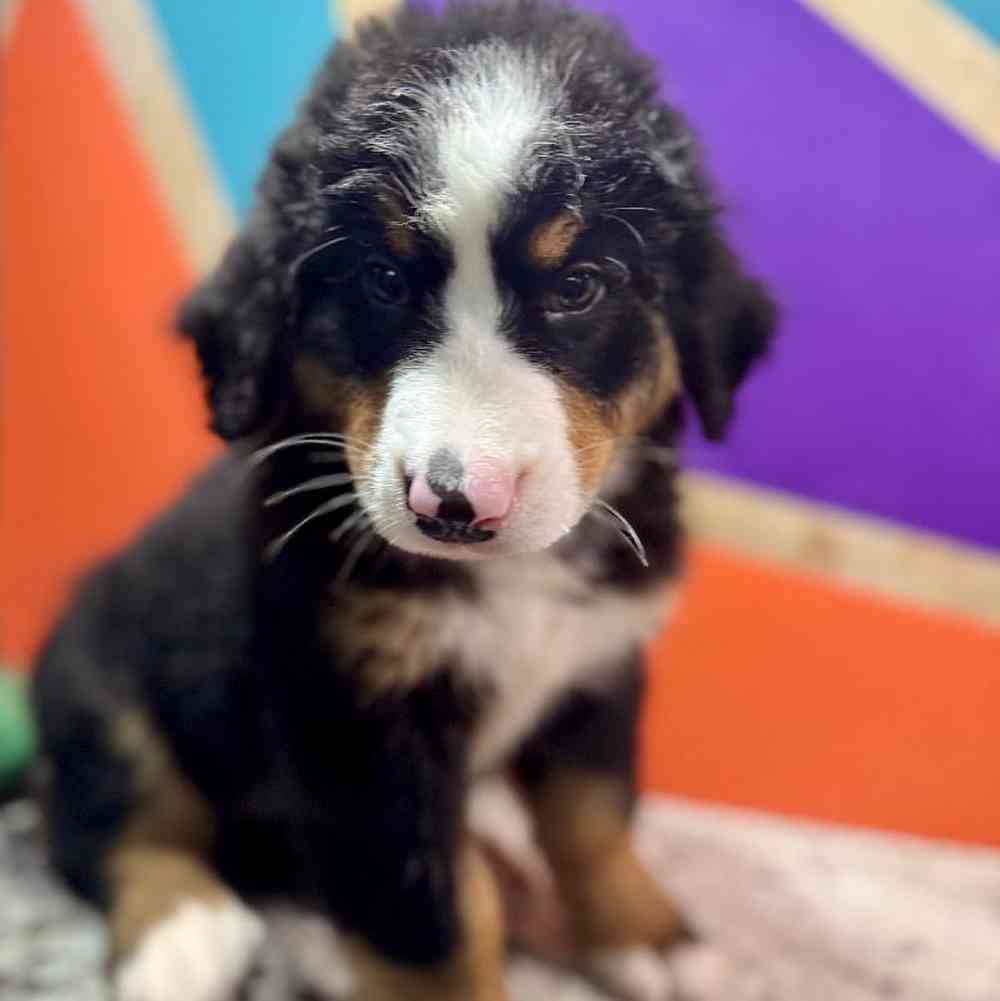 Female Bernese Mountain Dog Puppy for Sale in Rogers, AR