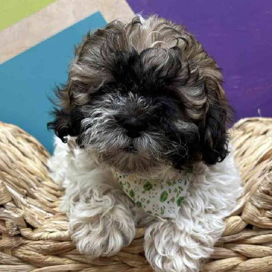 Willow